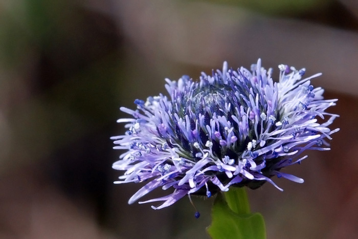 Globularia punctata