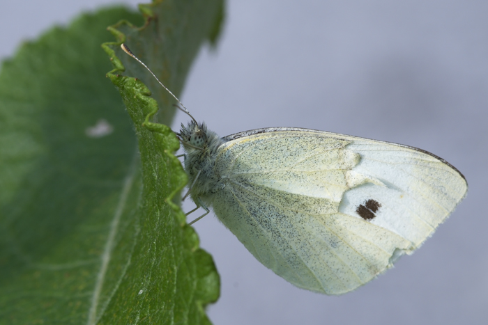 Pieris napi