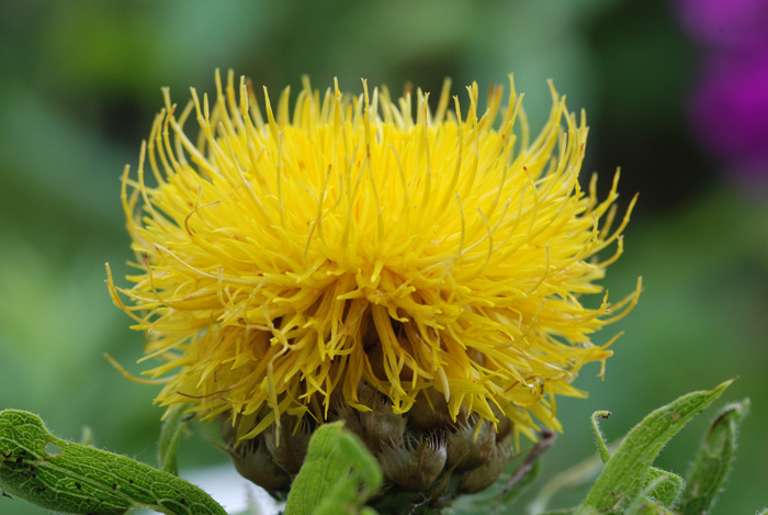 Centaurea macrocephala