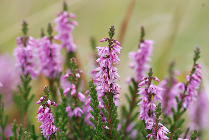 Calluna vulgaris / Brugo