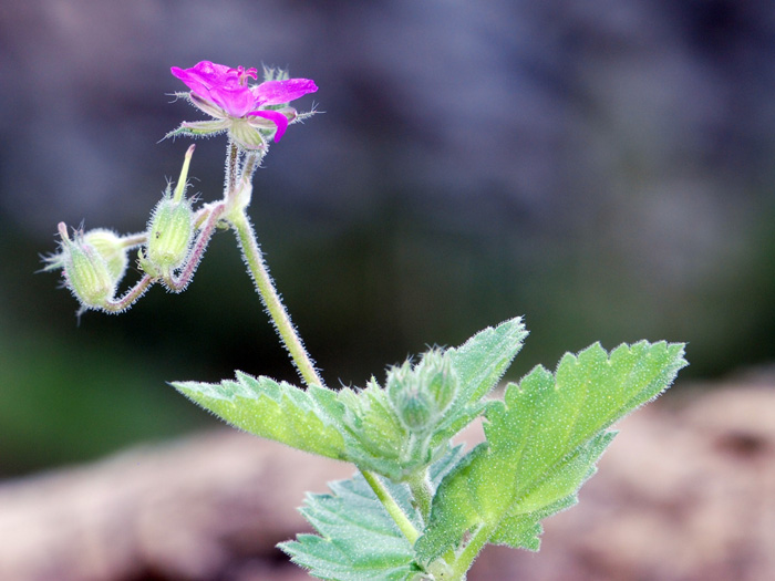 Di questa primavera.......Erodium sp.