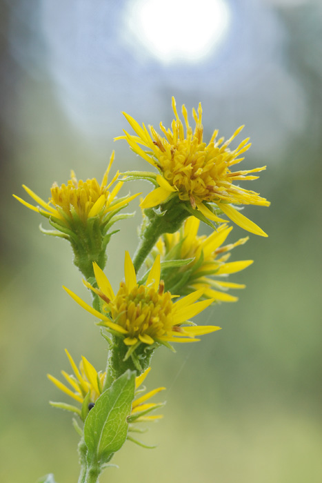 buon giorno 03 - Solidago sp.