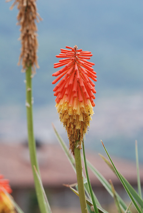 BUON FERRAGOSTO 01