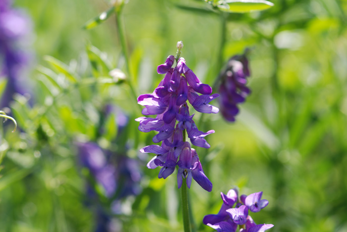 domanda.......- Vicia sp.