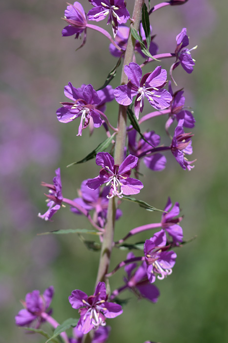 determinare 01 - Epilobium sp.