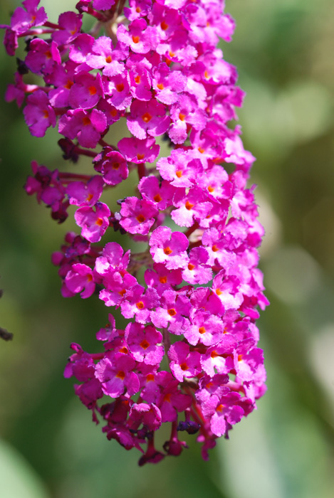 Ultime..- Rosa sp. e Buddleja davidii