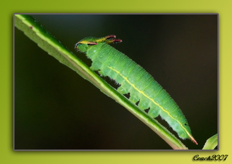 identificazione bruchi