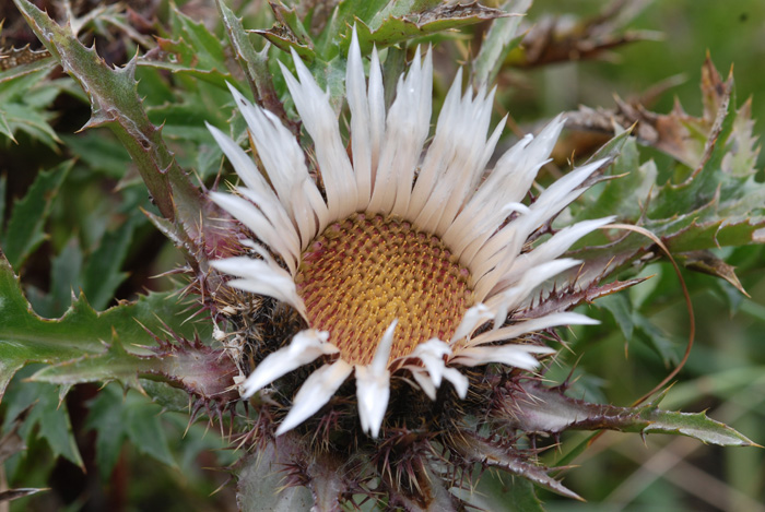 Carlina acaulis subsp. caulescens / Carlina Bianca