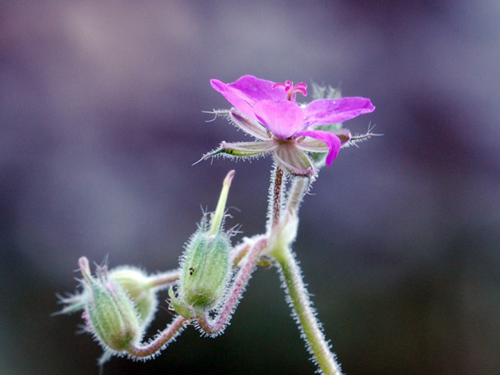 Di questa primavera.......Erodium sp.