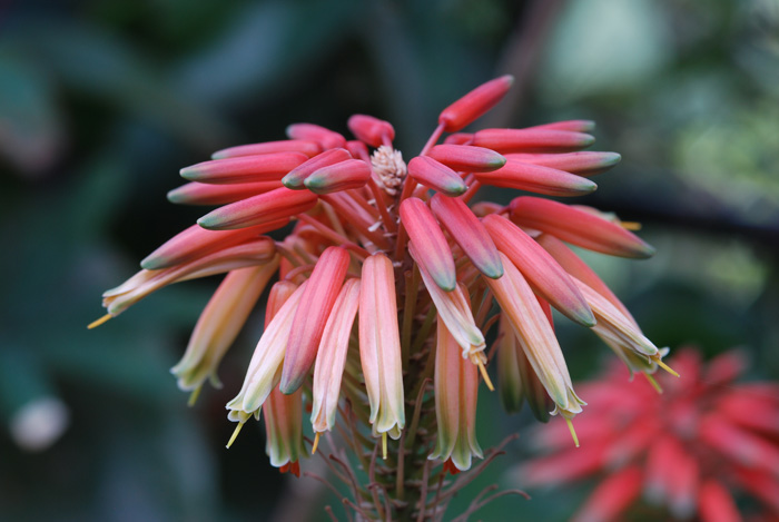 Aloe sp.  (Asparagales -  Xanthorrhoeaceae)
