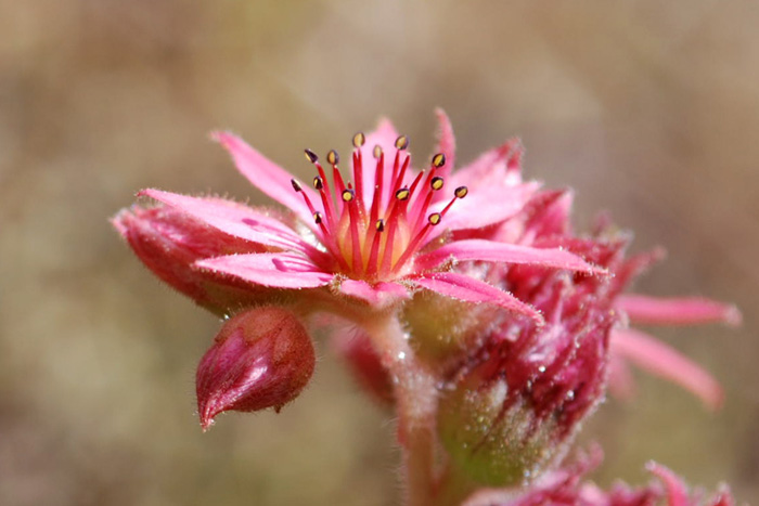 terzo e ultimo grazie - Sempervivum