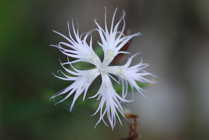 Dianthus monspessulanus