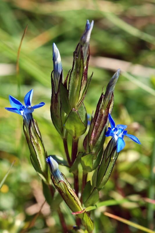 Gentiana nivalis / Genziana nivale