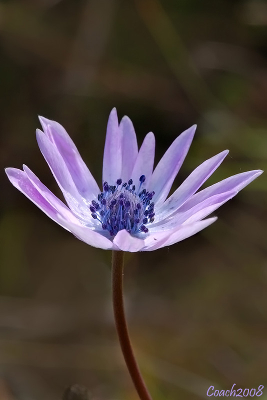 Anemone hortensis / Anemone fior-stella