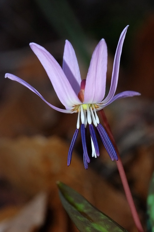 Erythronium dens-canis / Dente di cane