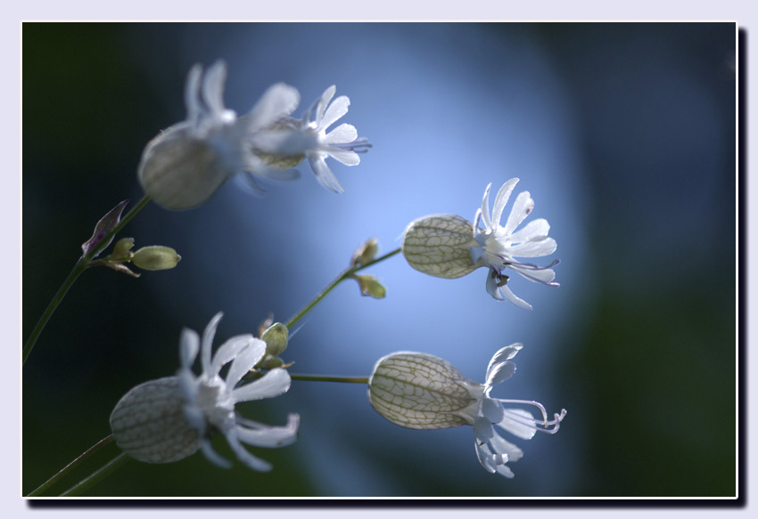 Silene vulgaris