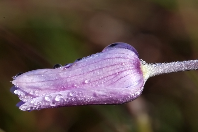 Anemone hortensis / Anemone fior-stella