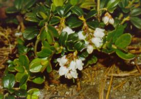 Bacche dall''Alto Adige: Rubus saxatilis e Vaccinum vitis-idaea