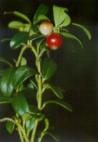 Bacche dall''Alto Adige: Rubus saxatilis e Vaccinum vitis-idaea