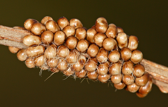 Identificazione Uova