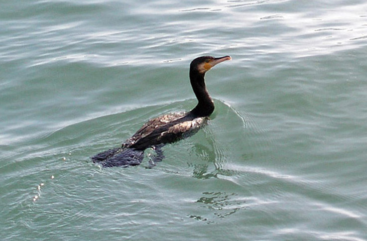 Marangone dal ciuffo (Phalacrocorax aristotelis)