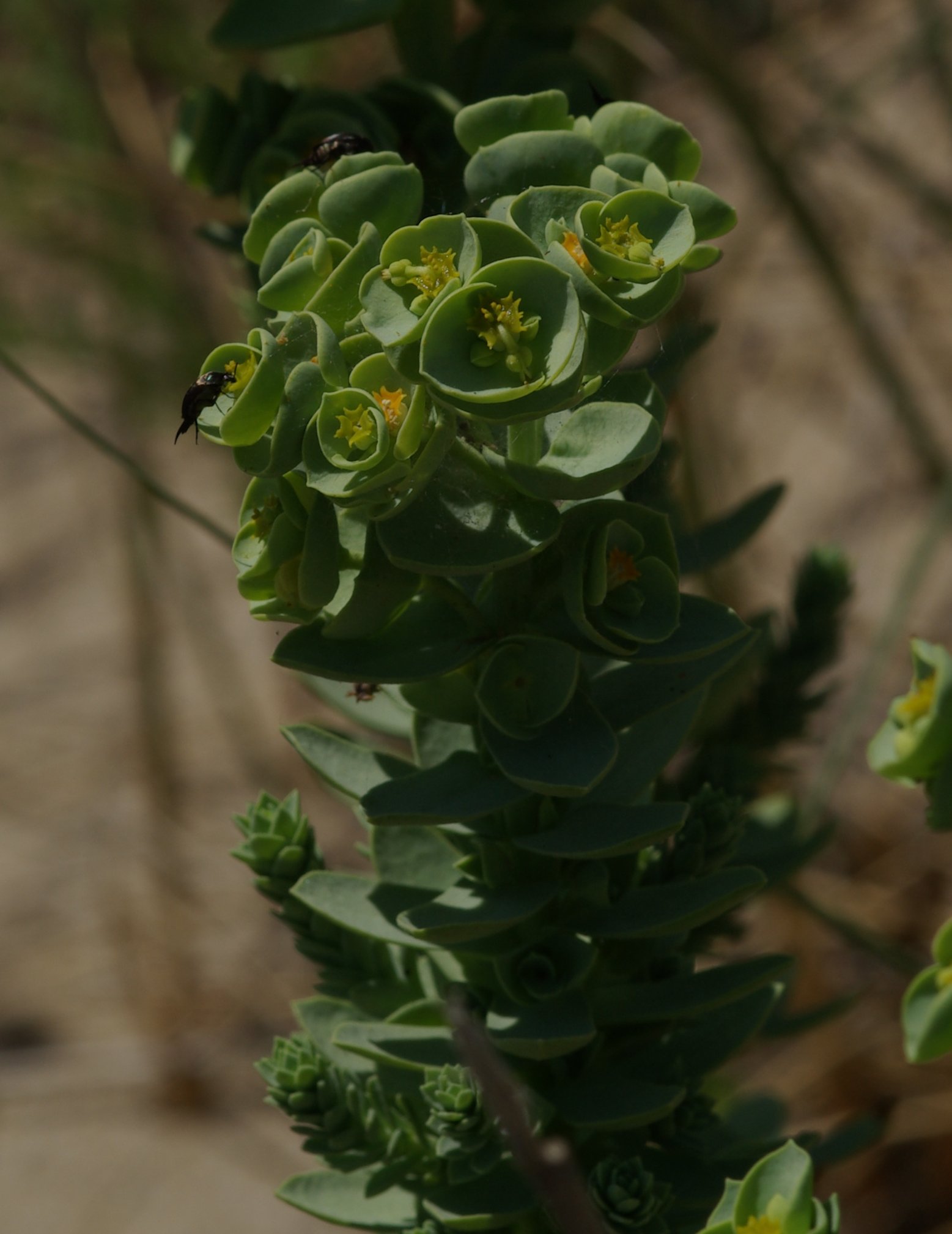 DUNE ADRIATICHE