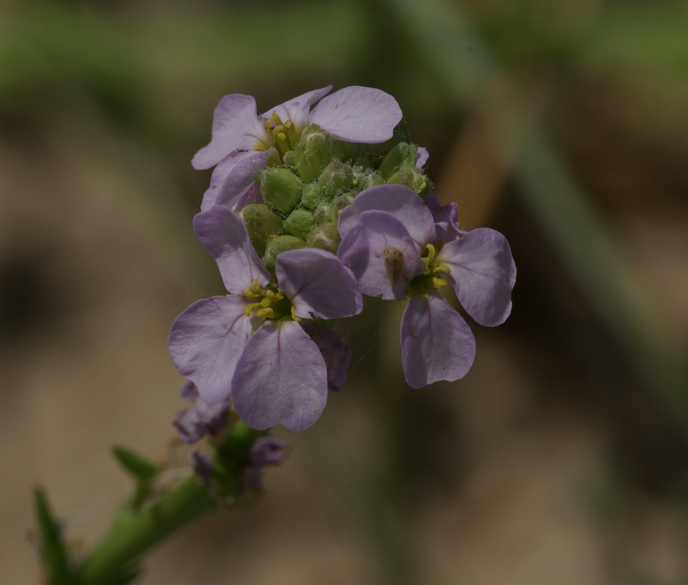 DUNE ADRIATICHE