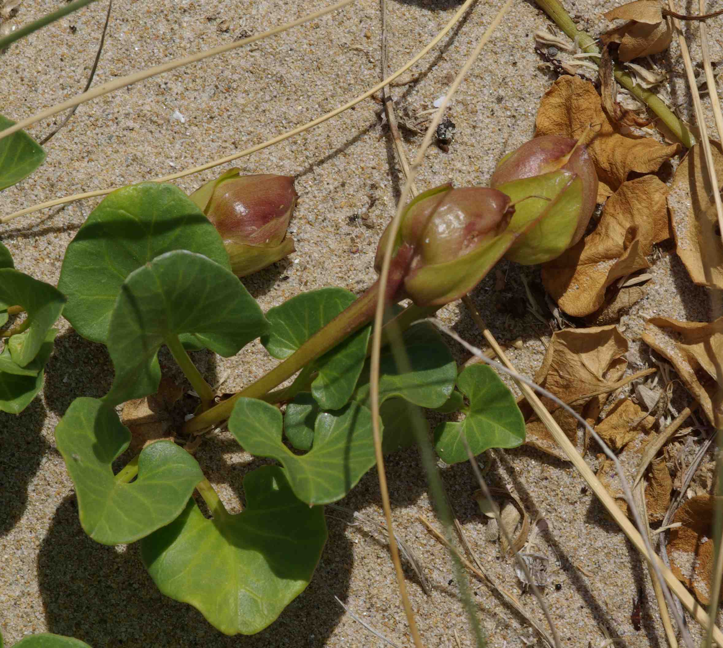 DUNE ADRIATICHE