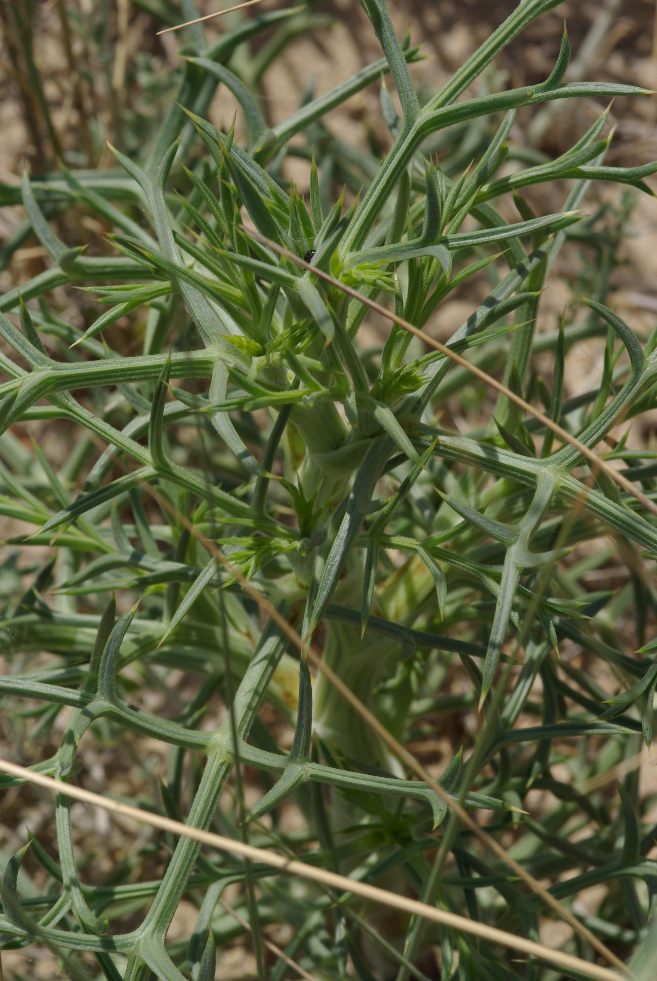 DUNE ADRIATICHE