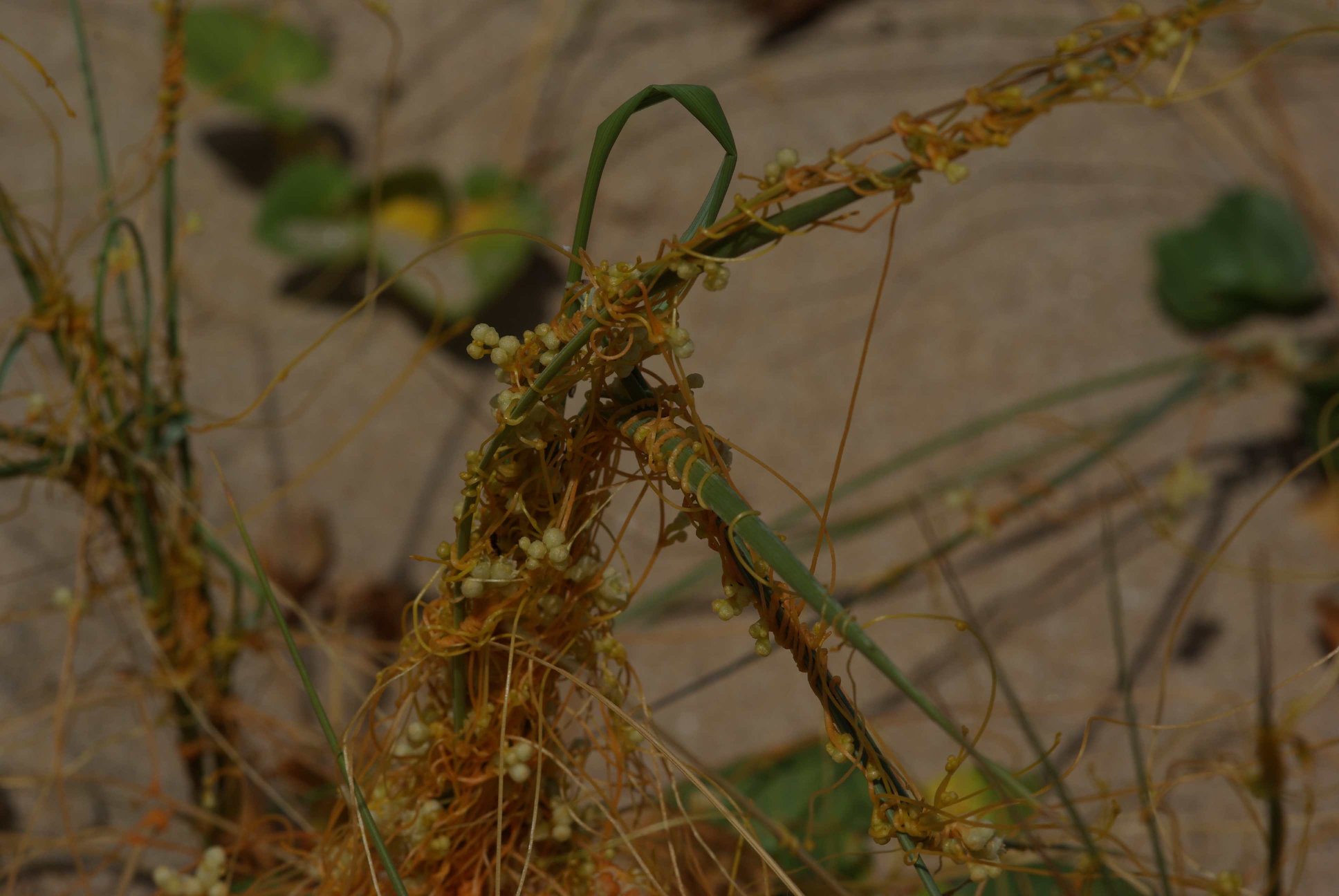 DUNE ADRIATICHE