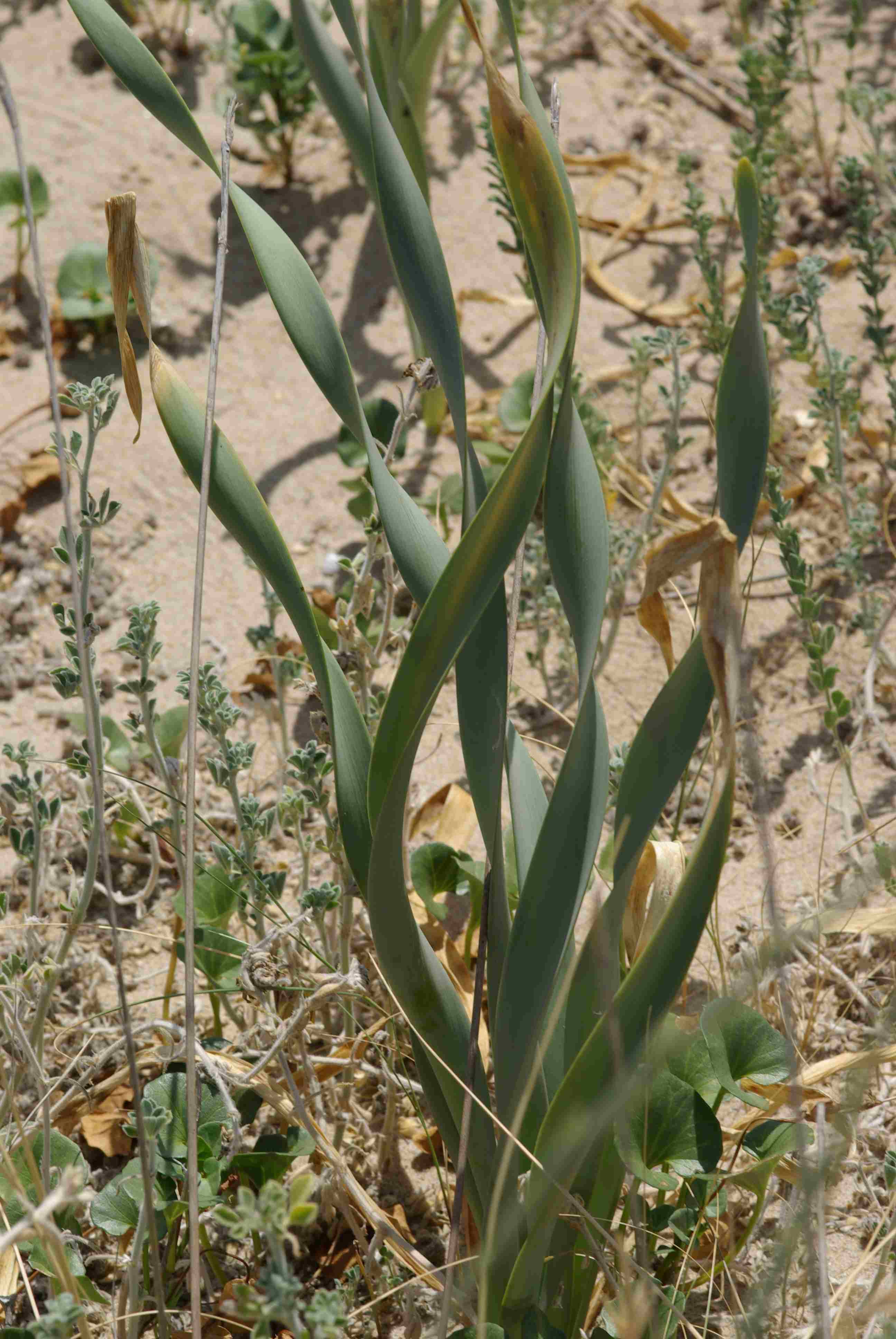 DUNE ADRIATICHE