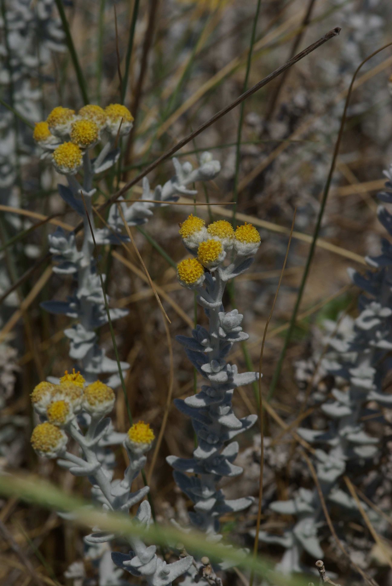 DUNE ADRIATICHE