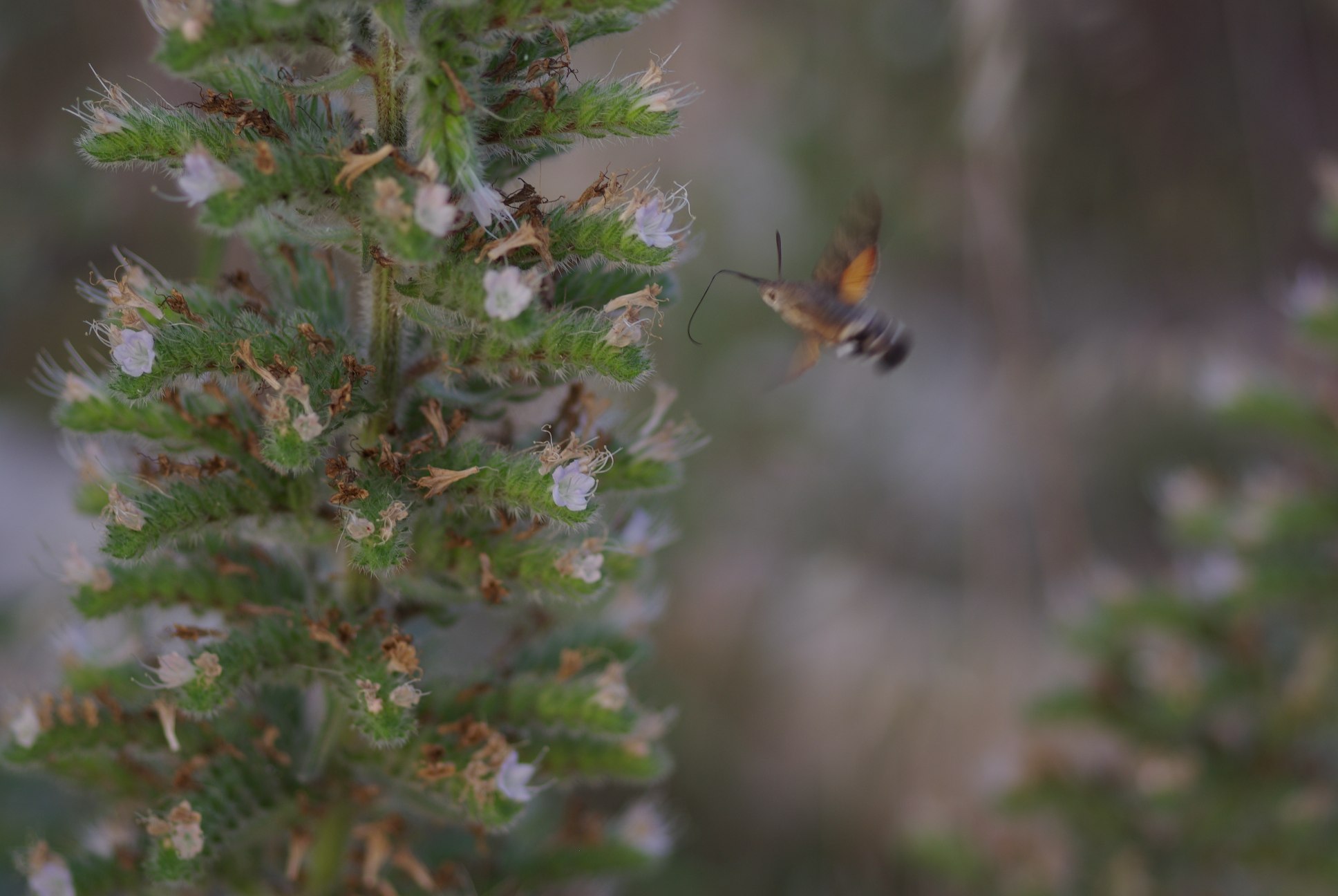 Macroglossum stellatarum