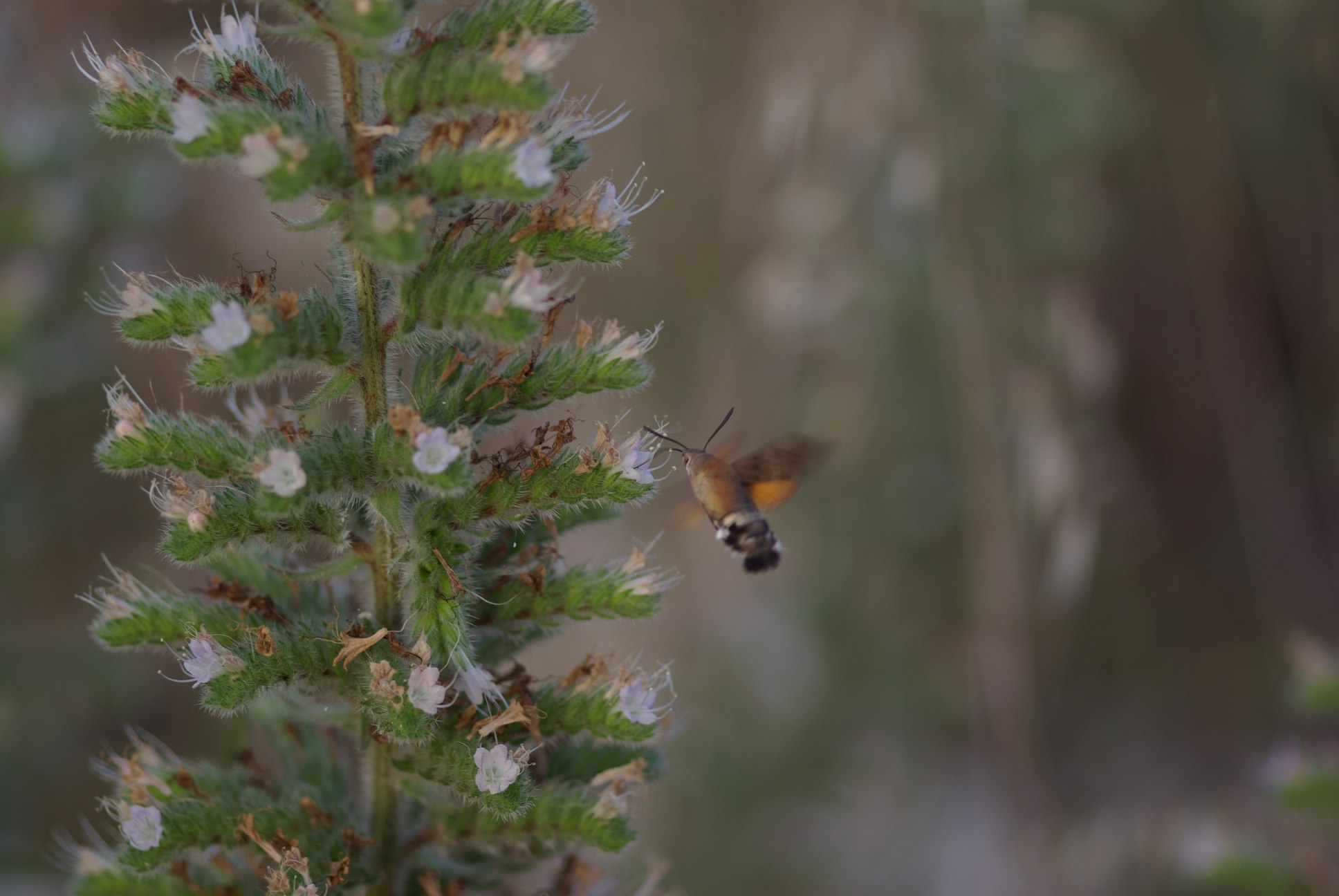 Macroglossum stellatarum