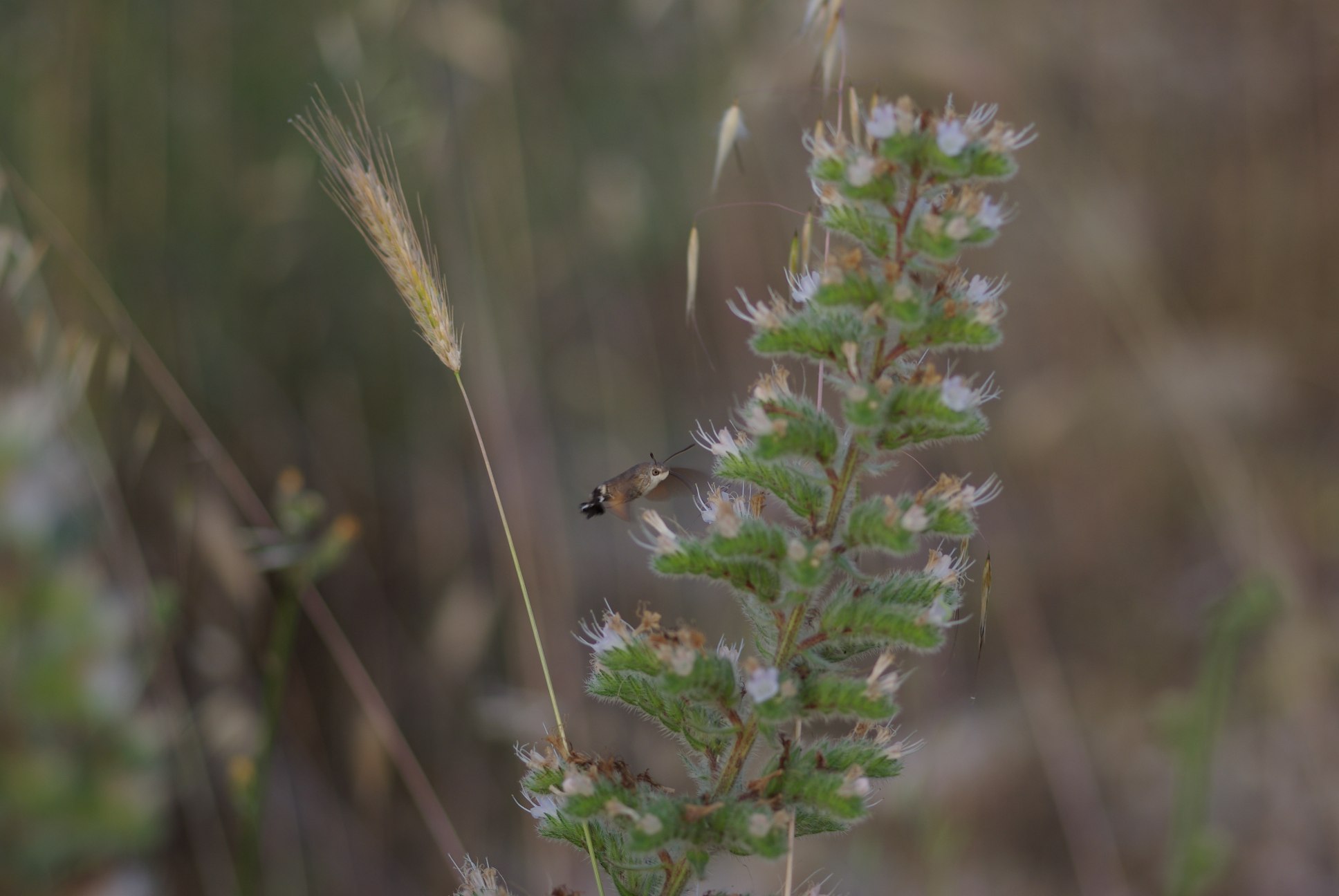 Macroglossum stellatarum