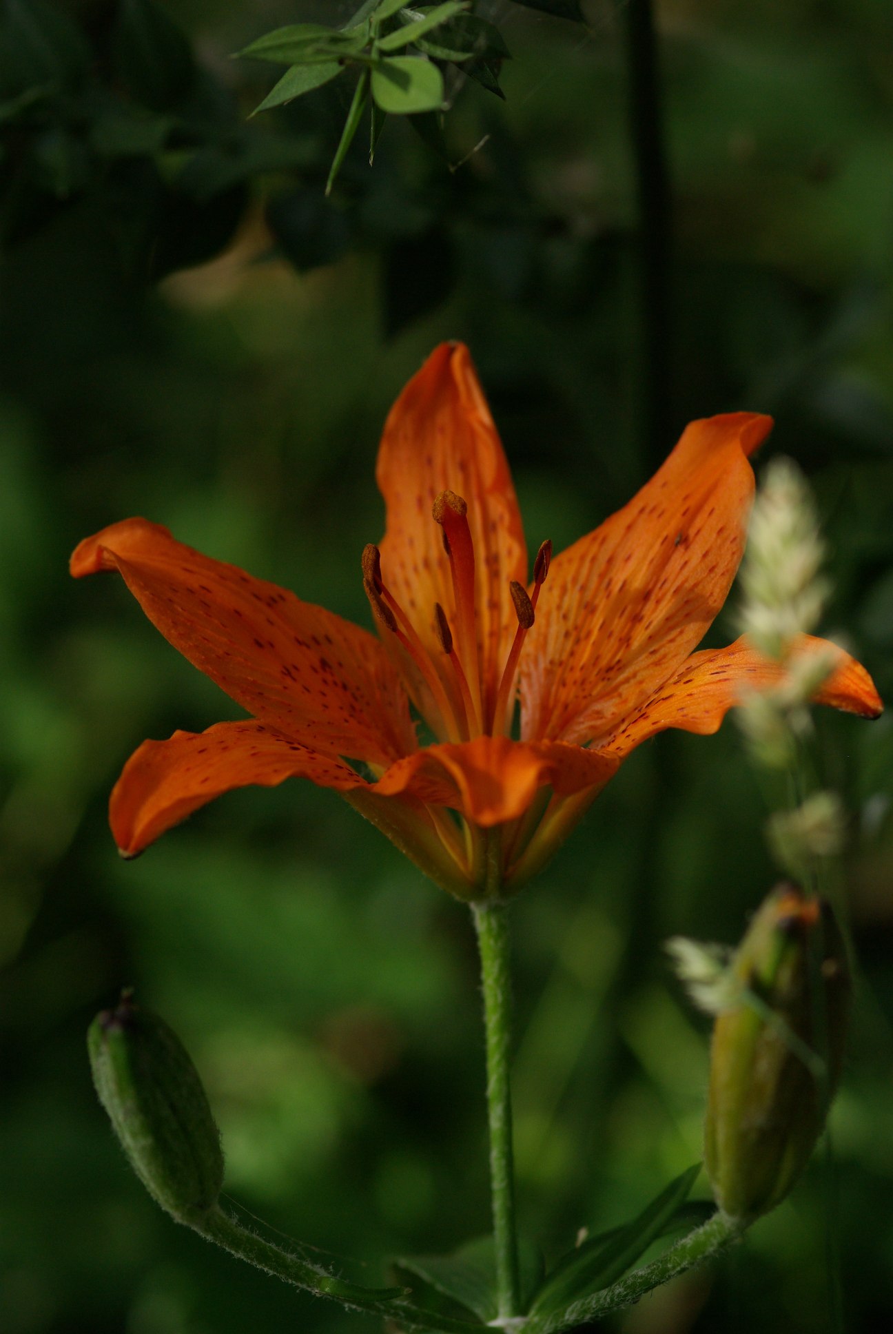 Lilium bulbiferum / Giglio rosso