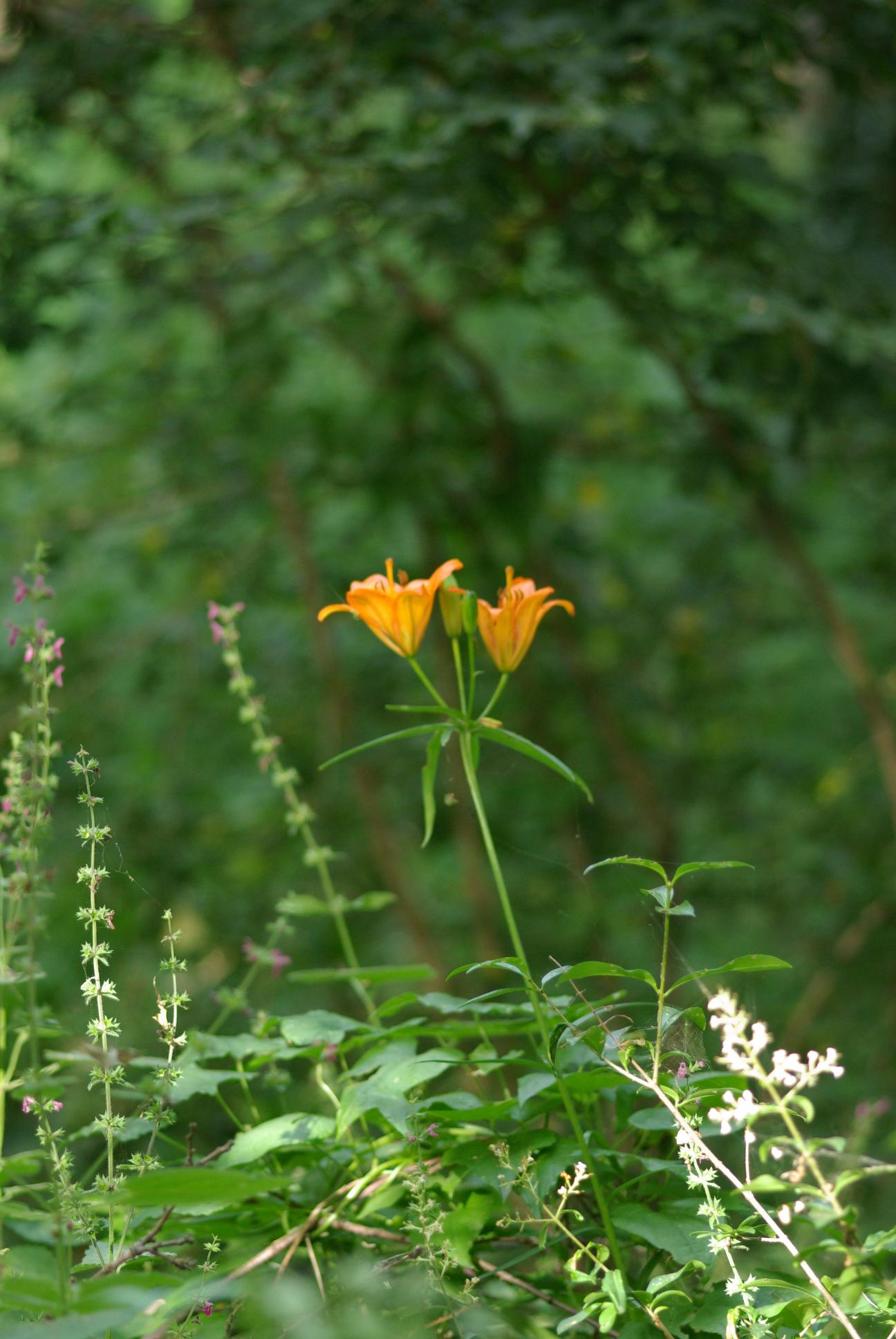 Lilium bulbiferum / Giglio rosso