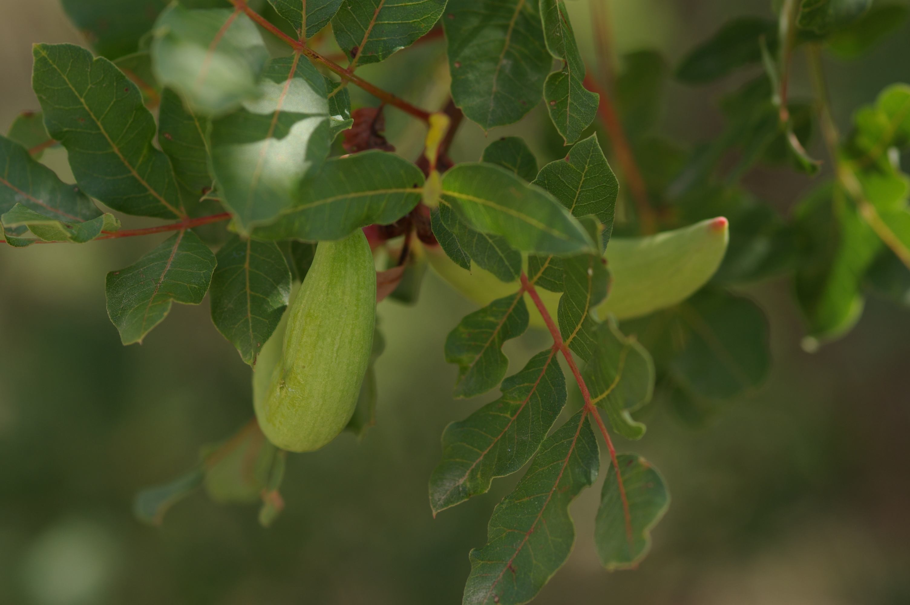 Baizongia pistaciae