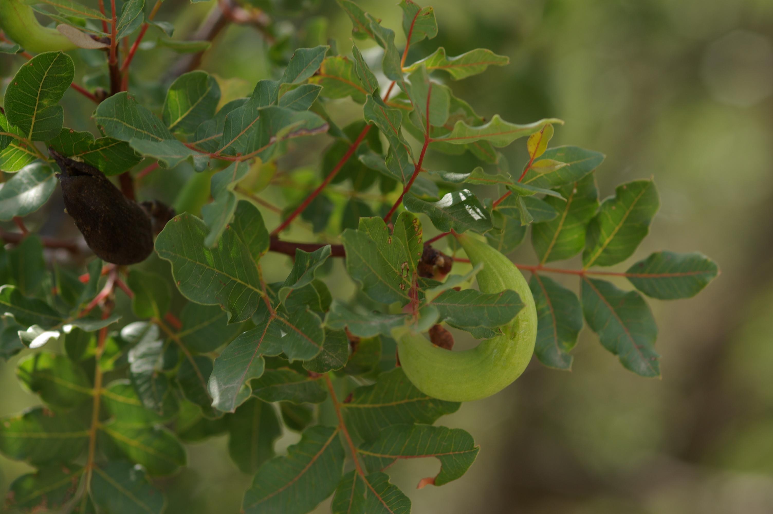 Baizongia pistaciae