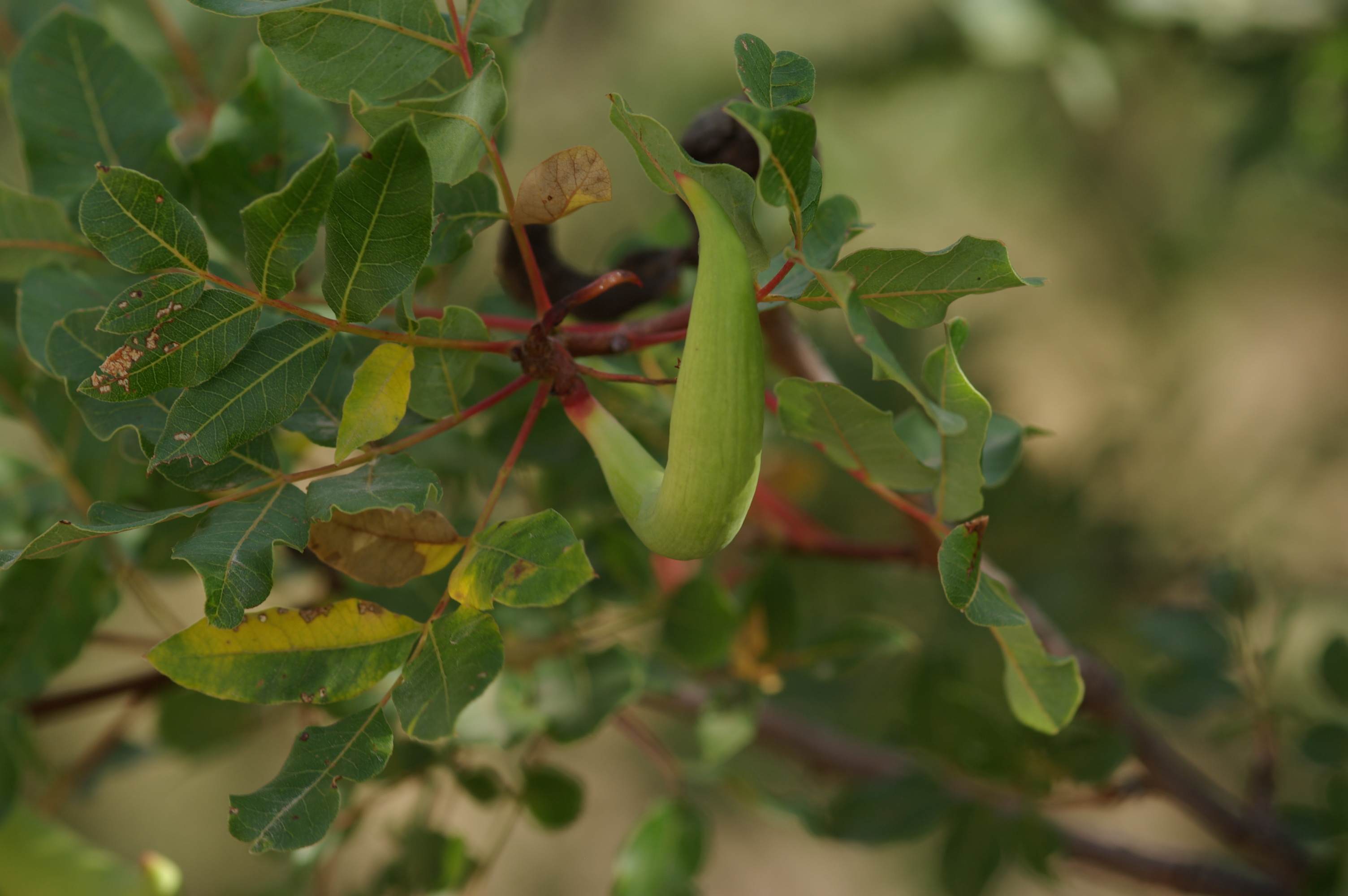 Baizongia pistaciae