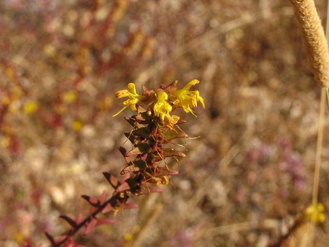 Odontites lutea, O. rubra ed Epilobium hirsutum