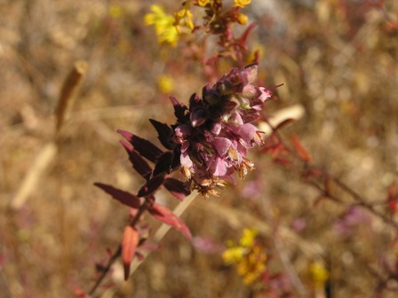 Odontites lutea, O. rubra ed Epilobium hirsutum