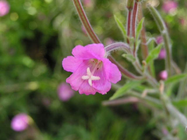 Odontites lutea, O. rubra ed Epilobium hirsutum