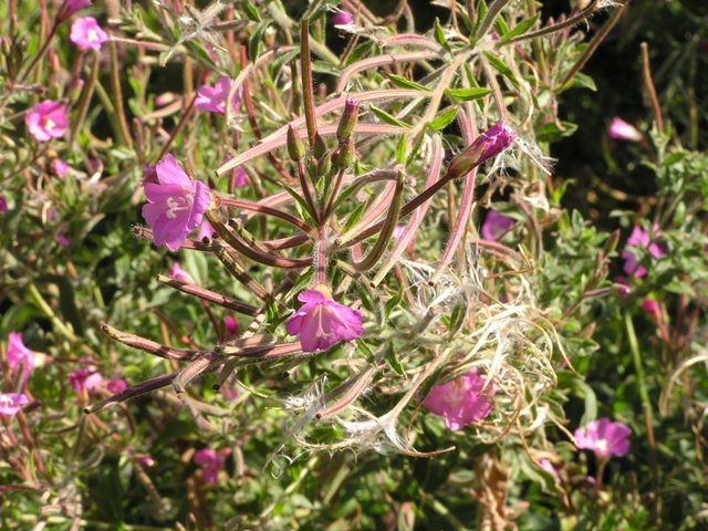 Odontites lutea, O. rubra ed Epilobium hirsutum