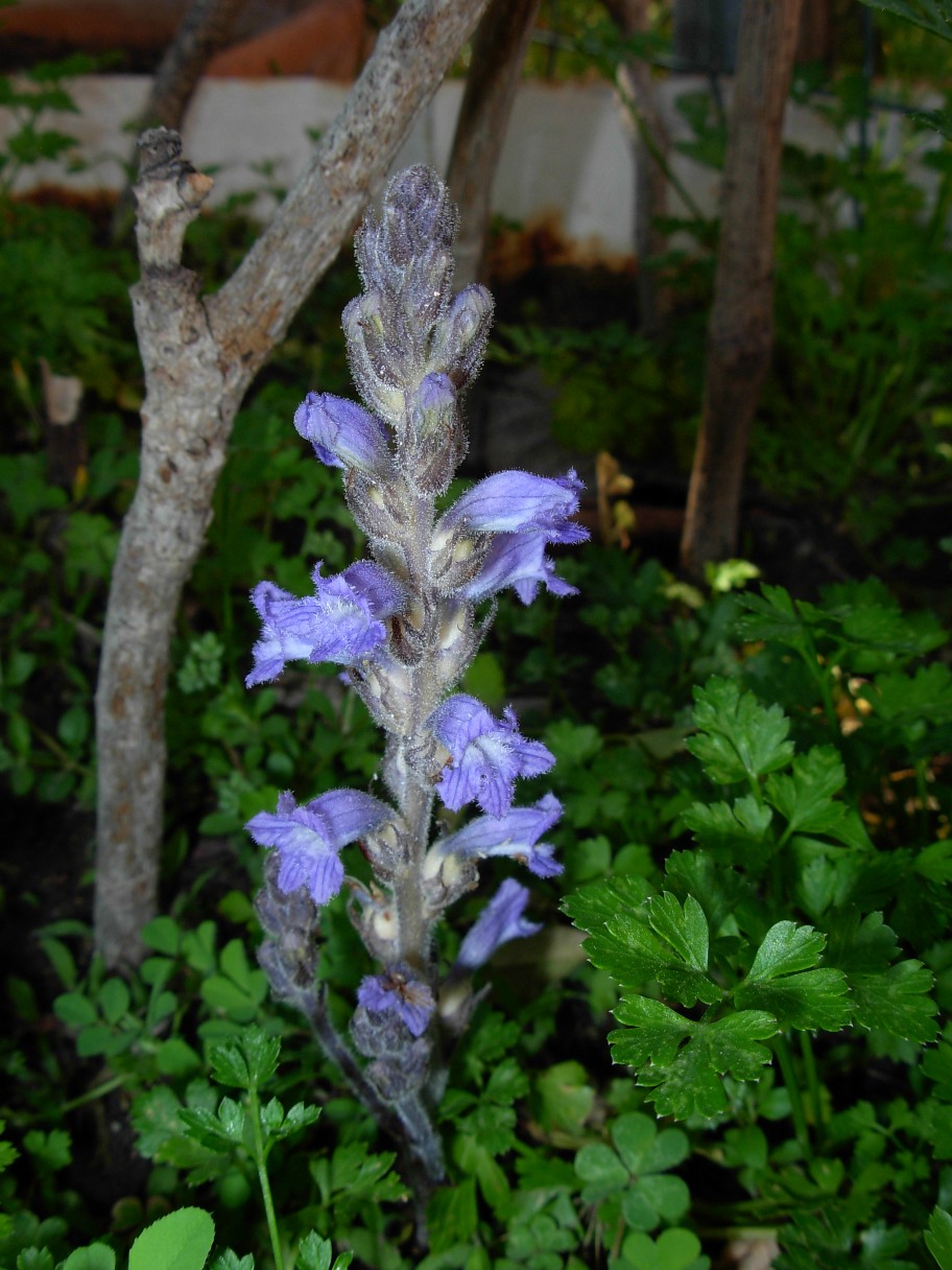 Orobanche sp.