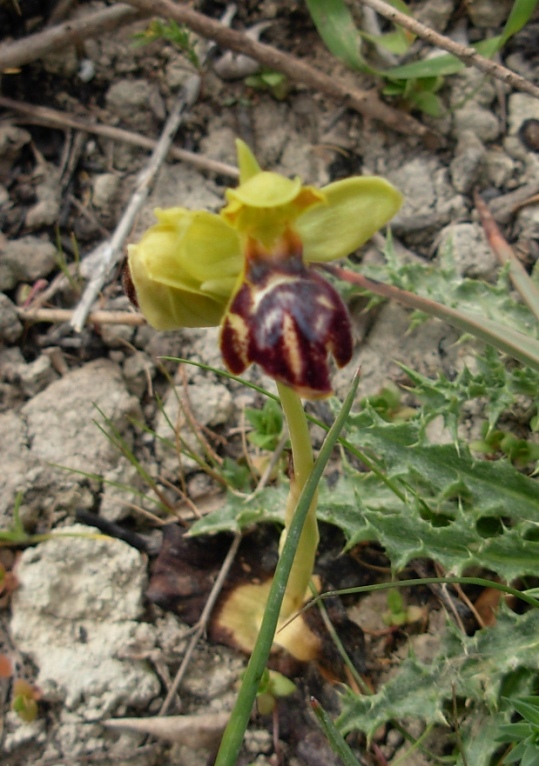 qualche orchidea dalla sardegna