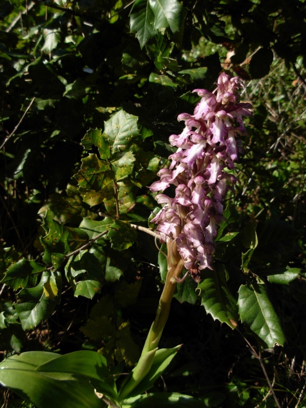 qualche orchidea dalla sardegna