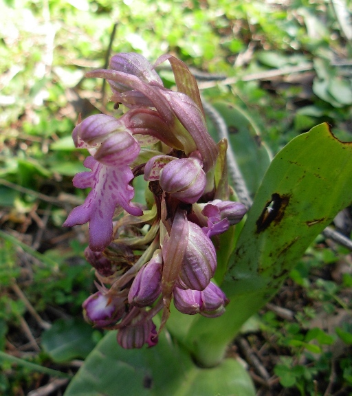 qualche orchidea dalla sardegna