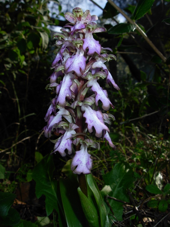 qualche orchidea dalla sardegna