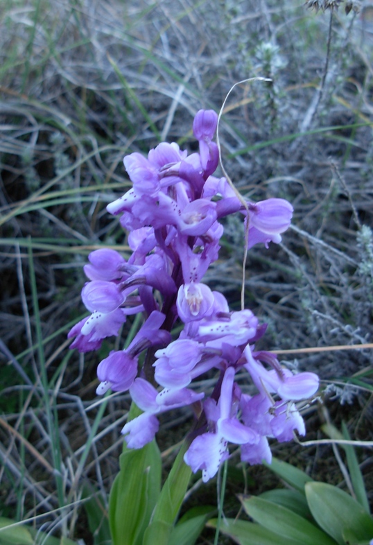 qualche orchidea dalla sardegna